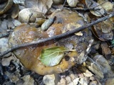 Cortinarius glutinosoarmillatus image