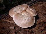 Neolentinus ponderosus image