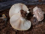 Neolentinus ponderosus image