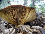 Lactarius argillaceifolius var. megacarpus image