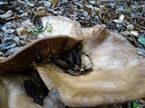 Lactarius argillaceifolius image