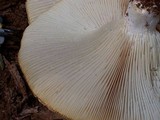 Neolentinus ponderosus image