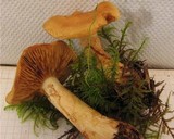 Cortinarius callisteus image