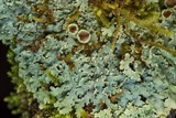 Heterodermia albicans image