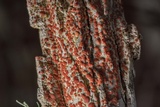 Ramboldia russula image