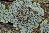 Physcia pumilior image