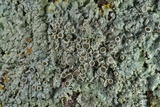 Physcia pumilior image