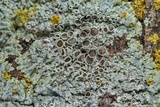 Physcia pumilior image