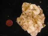 Sebacina sparassoidea image
