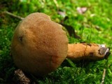 Cortinarius distans image
