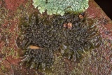 Leptogium cyanescens image