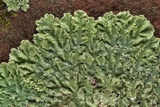 Physcia atrostriata image
