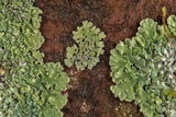 Physcia atrostriata image