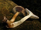 Tylopilus sordidus image