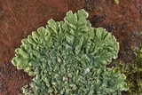 Physcia atrostriata image