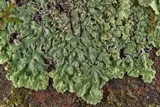 Physcia atrostriata image