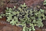 Parmotrema reticulatum image