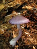 Cortinarius iodes image