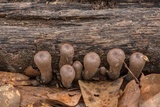 Urnula craterium image