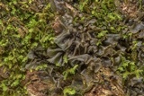 Leptogium cyanescens image