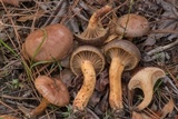 Chroogomphus vinicolor image