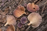 Panus lecomtei image
