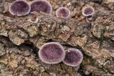 Panus lecomtei image
