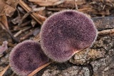 Panus lecomtei image
