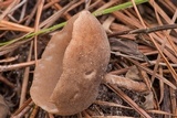 Helvella macropus image
