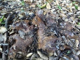 Tricholoma dryophilum image