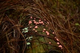 Lycogala epidendrum image