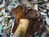 Tricholoma dryophilum image