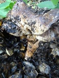 Tricholoma dryophilum image