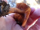 Lactarius rufus image