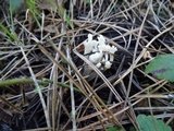 Clavulina coralloides image
