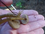 Entoloma cetratum image