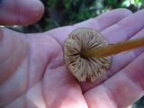 Entoloma cetratum image