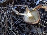 Pholiota velaglutinosa image