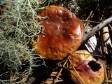 Pholiota velaglutinosa image