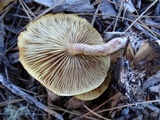 Pholiota velaglutinosa image