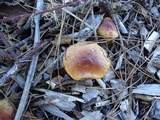 Pholiota velaglutinosa image