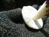 Russula cremoricolor image