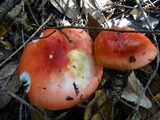 Russula cremoricolor image
