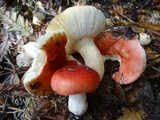 Russula cremoricolor image