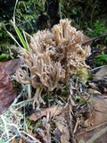 Ramaria violaceibrunnea image