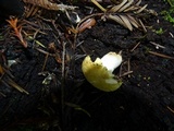 Russula grata image