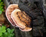 Fomitopsis lilacinogilva image