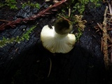 Russula grata image