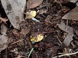 Hygrocybe flavifolia image