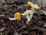 Hygrocybe flavifolia image